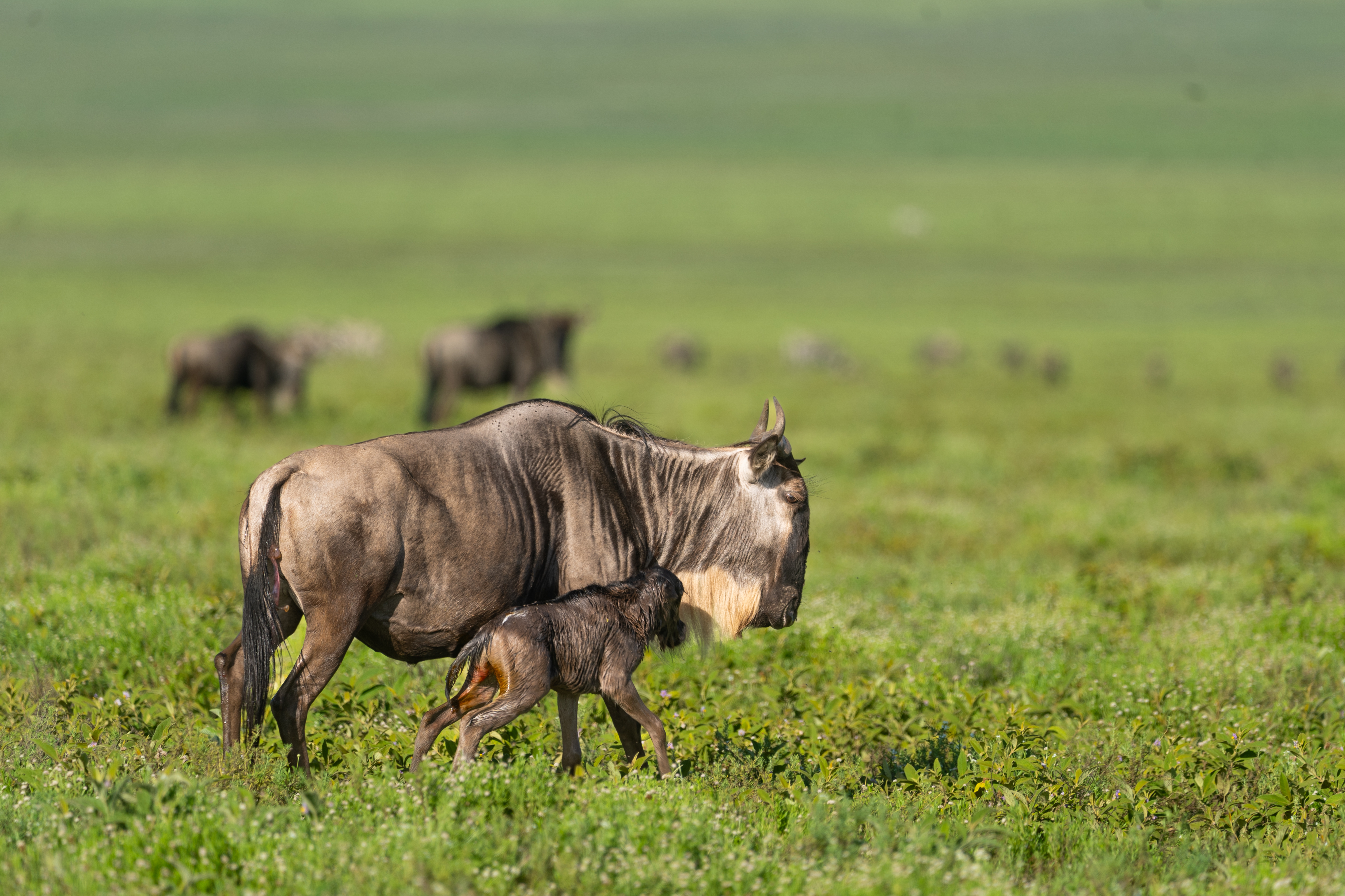 The Zenith Expedition